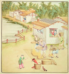 Chinesische Bauern beim Reissieben von Chinese School