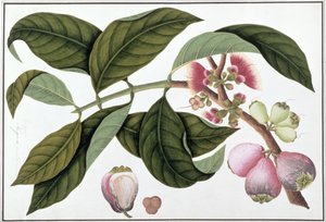 Eugenia oder Jamboo Teloie poote, aus Zeichnungen von Pflanzen aus Malakka, ca. 1805-18