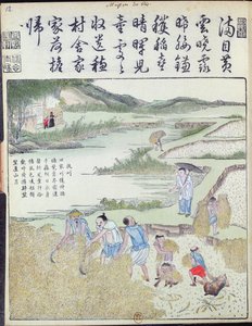 Ernte, Die Reiskultur in China von Chinese School