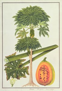 Papaya, Die Papau oder Caica Papaya, aus Zeichnungen von Pflanzen aus Malakka, ca. 1805-18