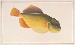 Putterfish, aus Zeichnungen von Fischen aus Malakka, ca. 1805-18 von Chinese School