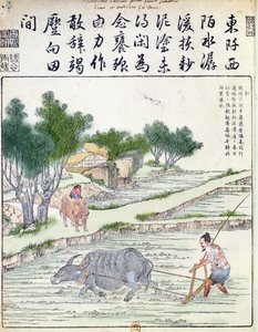 Reisanbau in China