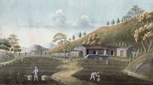 Teepflanzung