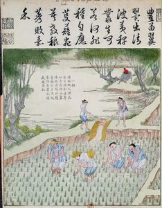 Jäten, Die Reiskultur in China