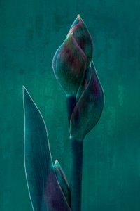Stimmungsvolle Botanische Blüte