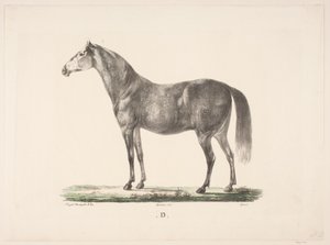 Hesten D von Christian David Gebauer