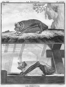 La Noctule & La Serotine, um 1763