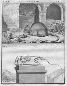 La Souris, ca. 1763