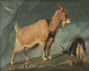 Ziegen in den Alpen