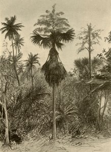 Talipot-Palme nach der Blüte, Ceylon, 1898 von Christian Wilhelm Allers