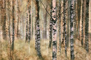 Herbstlicher Birkenwald von Christina Sillen