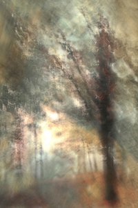 Herbstwaldglühen von Christina Sillen