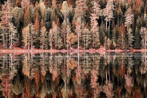 Herbstwaldreflexionen von Christina Sillen