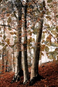 Herbstliche Waldszene