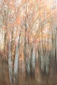 Verschwommener Herbstwald von Christina Sillen