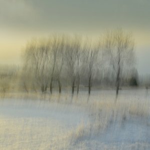 Verschwommene Winterbäume