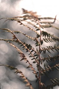 Zarte Herbstfarn von Christina Sillen
