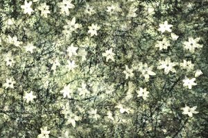 Zarte Gartenblüten von Christina Sillen