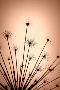 Zarte warme Silhouetten von Christina Sillen