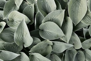 Taufrische Hosta-Blätter von Christina Sillen