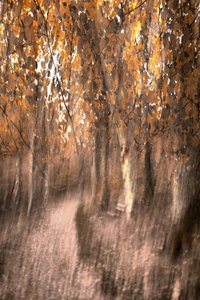 Träumiger Herbstwaldweg von Christina Sillen