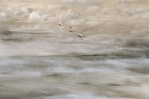 Träumerische Vögel über Wasser von Christina Sillen