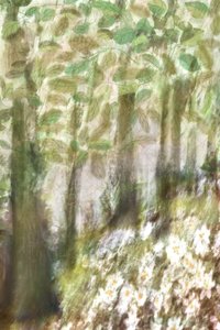 Träumige Waldblumen