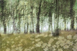 Träumende Waldblumen