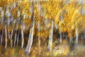 Träumender goldener Wald