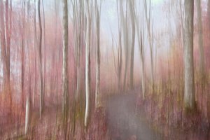 Träumerischer pinker Wald von Christina Sillen