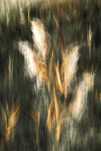 Ätherisches Goldenes Gras von Christina Sillen