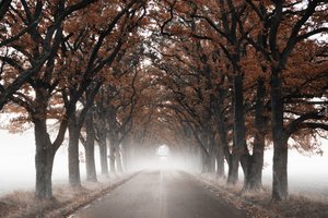 Nebliger Herbstbaumtunnel von Christina Sillen