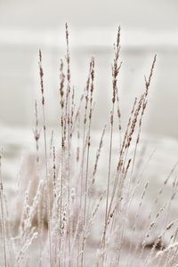 Frostiges Wintergras von Christina Sillen