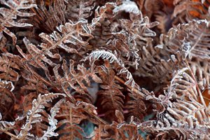 Gefrorene Farne im Winter von Christina Sillen