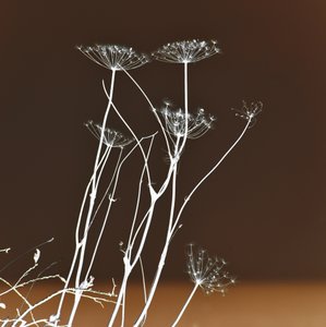 Leuchtende Botanische Formen von Christina Sillen