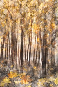 Goldener Herbstwald von Christina Sillen
