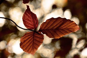 Goldene Herbstblätter