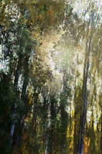 Goldenes Waldlicht von Christina Sillen
