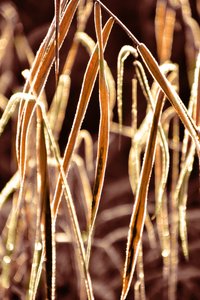 Goldene Gefrostete Schilfrohre von Christina Sillen