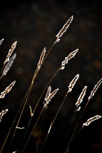 Goldenes Grasleuchten von Christina Sillen