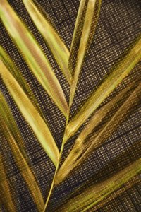 Goldene Grüne Wedel von Christina Sillen