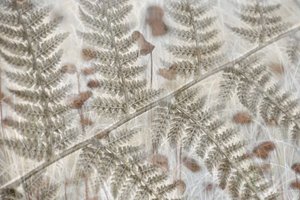 Geschichtete Farnwedel von Christina Sillen