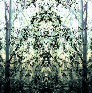 Gespiegelter Waldtraum von Christina Sillen