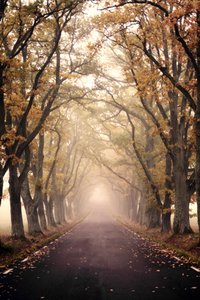 Neblige Herbststraße