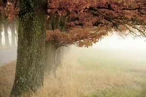 Neblige Herbstbäume
