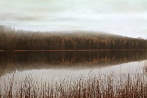 Nebelige Waldreflexionen von Christina Sillen
