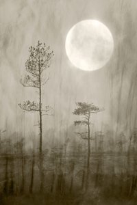 Nebliger Mond über dem Moor von Christina Sillen