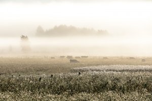 Neblige Morgenkühe