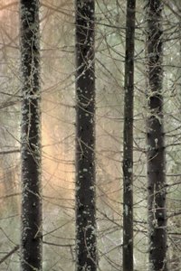 Nebliger Winterwald von Christina Sillen