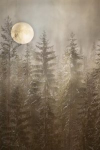 Mondbeschienener Winterwald von Christina Sillen